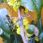 Mahonia aquilfolium mountain grape holly