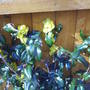 Mahonia aquilfolium mountain grape holly