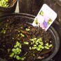 canterbury_bells_cupandsaucer_mix.jpg