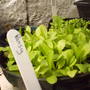lettuce.jpg