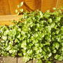 front_garden_campnula glomerata