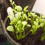 poached_egg_plant.jpg