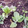 unknow_plant_wait_to_see_if_flower_2008.jpg