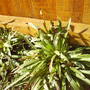 evening_primrose.jpg