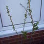 currants_starting_to_leaf_up.jpg
