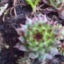 houseleek_transplanted.jpg