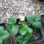 First Strawberry flowers