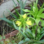 Fritillaria Crown Imperial