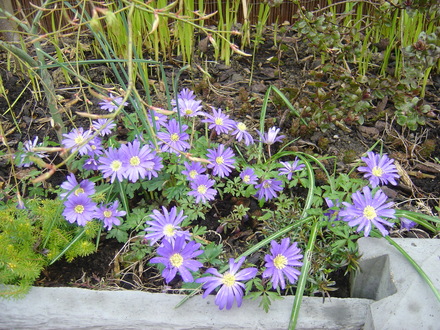 Anenome Blanda