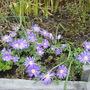 Anenome Blanda