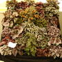 Shrewsbury Flower Show 2006 (Begonia)