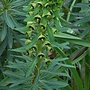 Euphorbia characias 'Black Pearl' (Euphorbia characias 'Black Pearl')