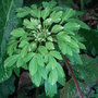 Anemone_nemerosa__virescens_