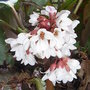 Bergenia__beethoven_