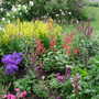 new planting including phygelius rectus (coral) (Phygelius x rectus)