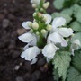 Lamium 'White Nancy' flower (Lamium maculatum)