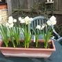 Bridalcrowntub