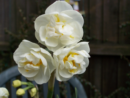 Bridal Crown Head
