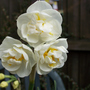 Bridalcrownheads