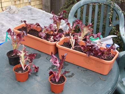 Dark Lollo Rosso Transplanted (Lollo Rosso)