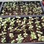 Antirrhinum