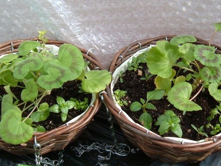 2 of the hanging baskets 