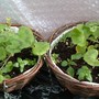 2 of the hanging baskets 