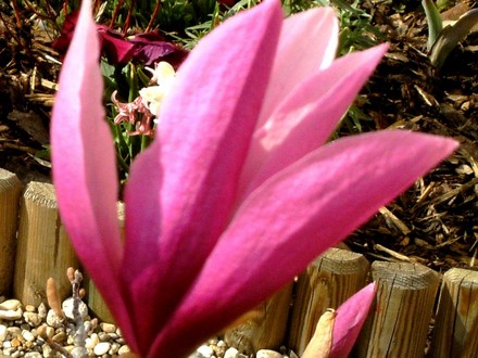 Magnolia in front garden April 8th 2008. (Magnolia liliiflora (Magnolia))