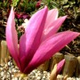 Magnolia in front garden April 8th 2008. (Magnolia liliiflora (Magnolia))