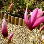 Magnolia in front garden April 8th 2008. (Magnolia liliiflora (Magnolia))