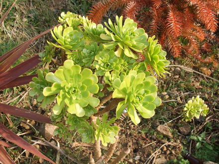 aeonium arboureum (aeonium aroureum)