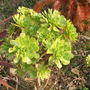 aeonium arboureum (aeonium aroureum)