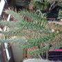 Dscf0159