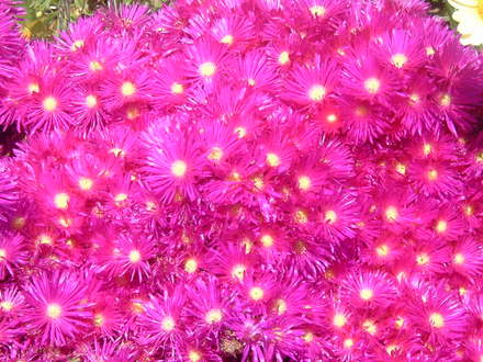 A garden flower photo (Lampranthus spectabilis (Trailing Ice Plant))