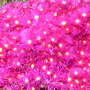 A garden flower photo (Lampranthus spectabilis (Trailing Ice Plant))