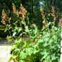Plume Poppy (Macleaya, cordata)