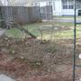 Front Garden April 2008