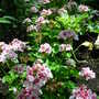 A garden flower photo