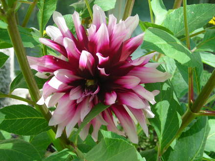 Dahlia (Coreopsis maritima (Sea Dahlia))