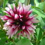 Dahlia (Coreopsis maritima (Sea Dahlia))