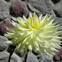 Dahlia (Coreopsis maritima (Sea Dahlia))