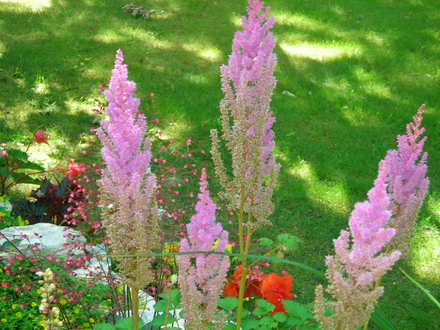 lavender Astilbe (Astilbe arendsii (Astilbe Colour Magic))