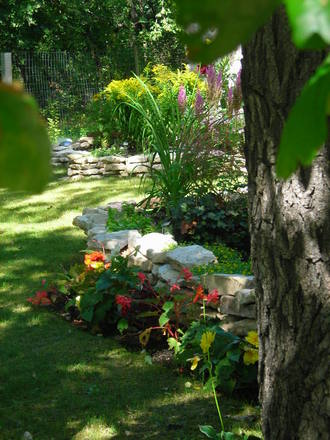 My Begonia bed
