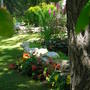 My Begonia bed
