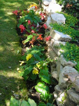 My Begonia bed 2
