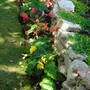 My Begonia bed 2