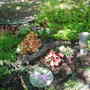 Very shady rock garden