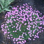Sea Thrift (Armeria martima)