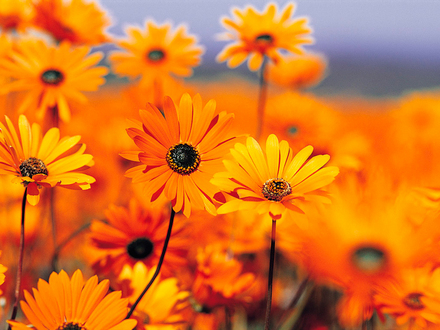 A garden flower photo