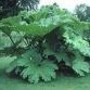 Gunnera
